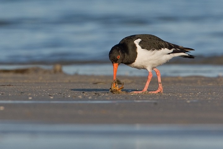 Austernfischer Haematopus ostralegus